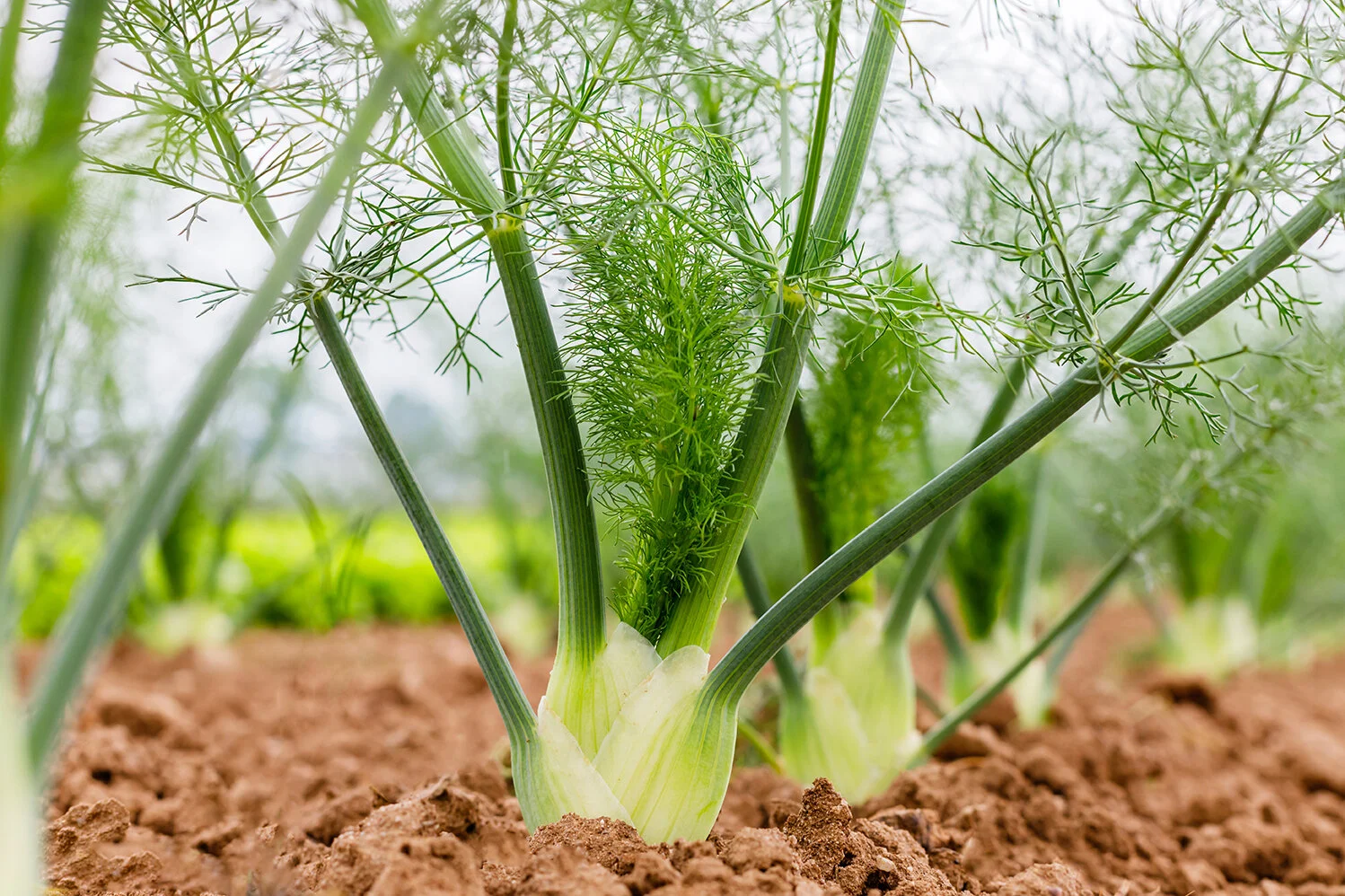 Fennel — Pacific International Marketing